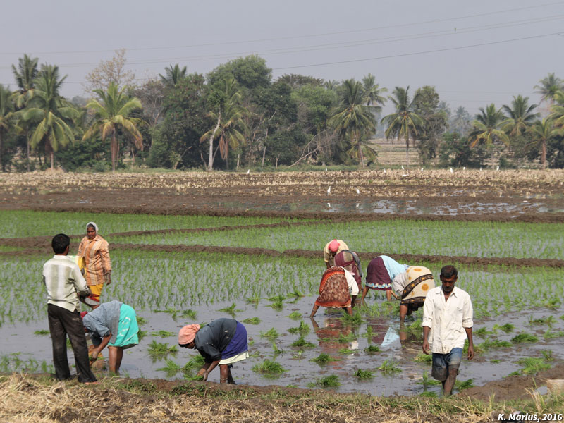 Repiquage de riz par les ouvrières agricoles au Karnataka