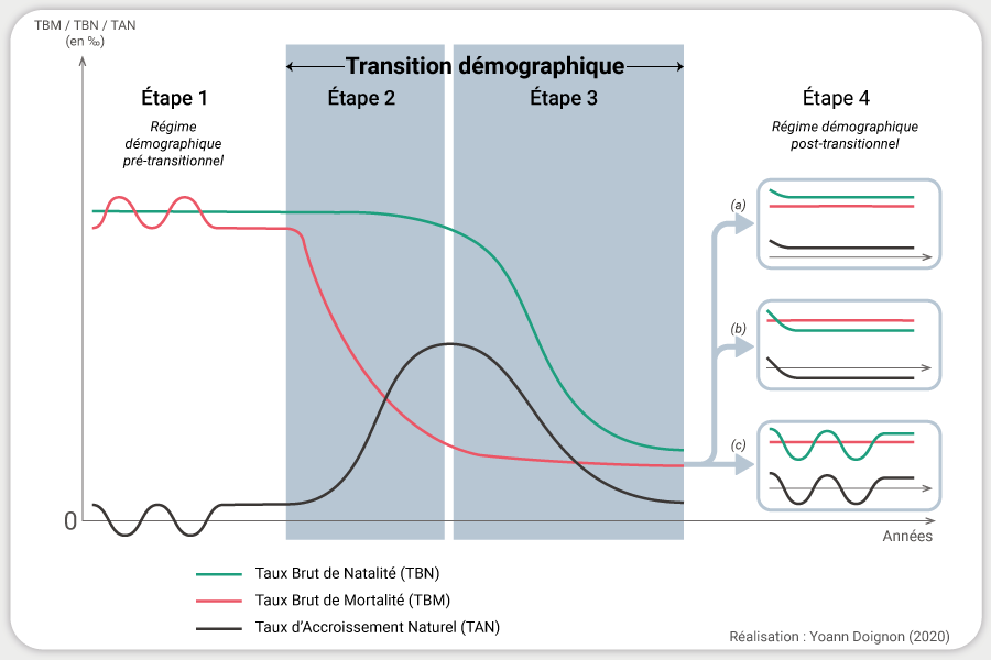 Yoann Doignon — schéma Graphique transition démographique modèle phases