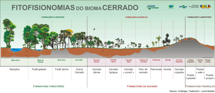 schéma Les diverses formations végétales du cerrado
