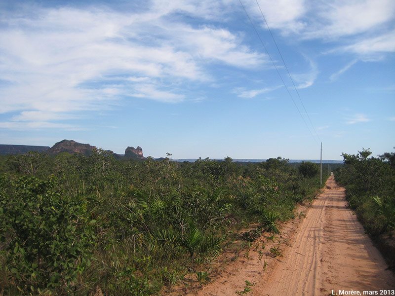 Lucie Morère — photographie Le Cerrado typique, une savane basse aux arbres tortueux