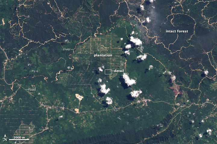 Déforestation à Bornéo image satellite nasa