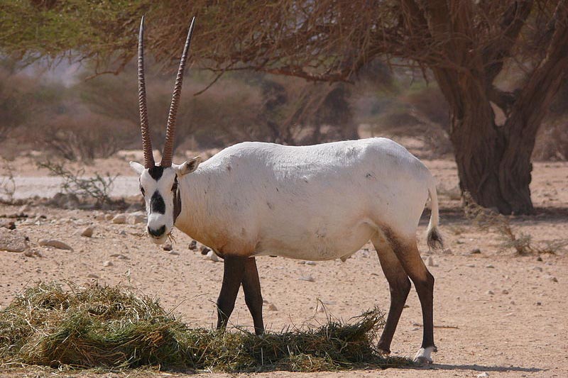 Sanctuaire de l'Oryx arabe