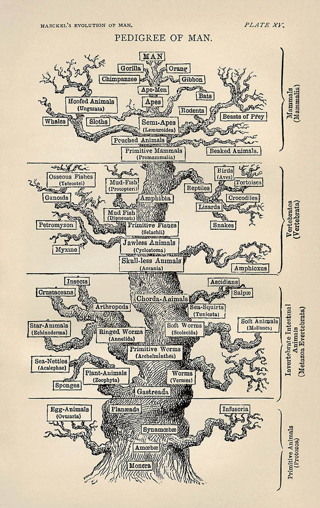 L'arbre de la vie par Haeckel