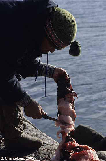 Découpe d’un phoque — Gilles Chanteloup, 2002, Nunavut.