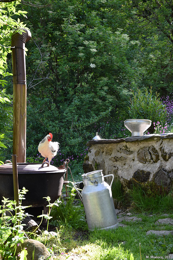 Madeleine Mialocq — photographie lessiveuse avec une poule et bidon à lait
