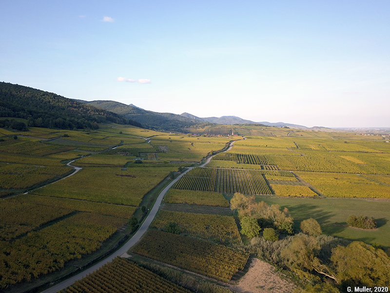 Gilles Muller — route des vins et vignoble alsacien