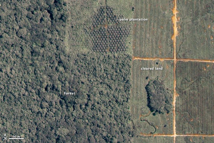 Déforestation à Bornéo image satellite nasa