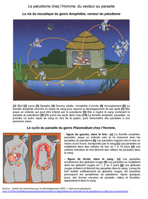 PaludismeFicheIrd.jpg