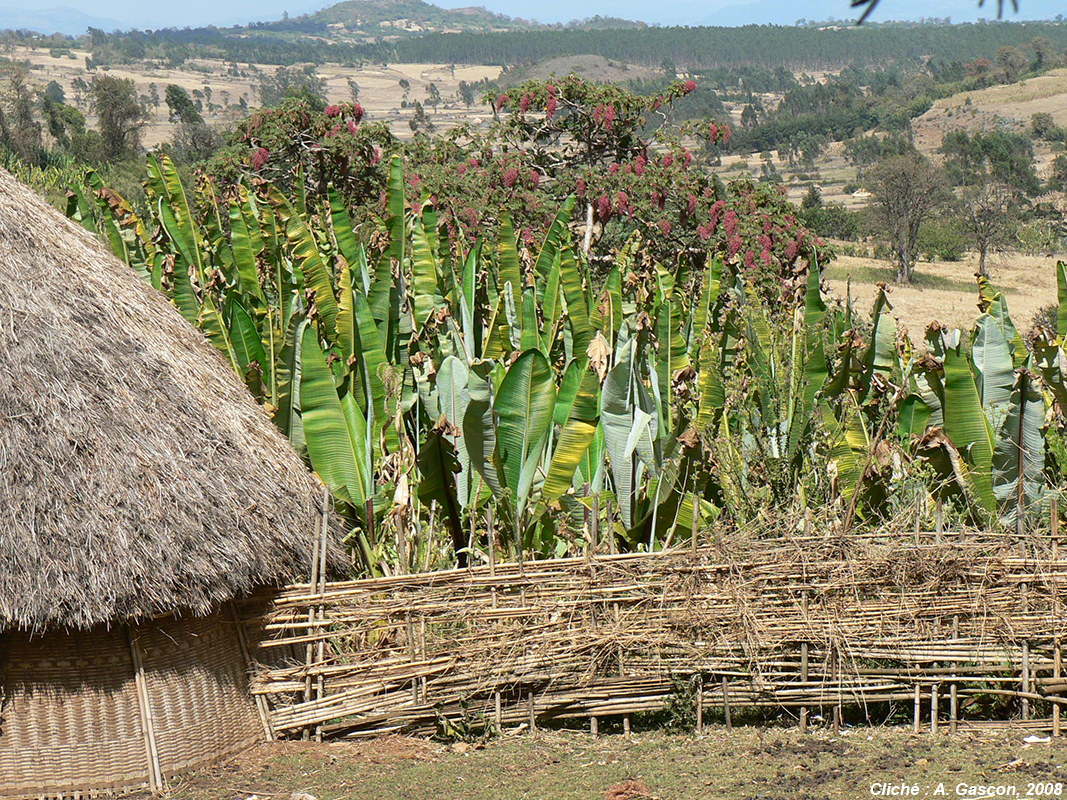 photographie agriculture ethiopie