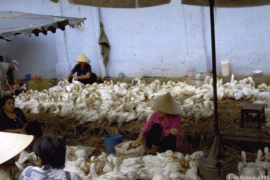 marché canards vietnam