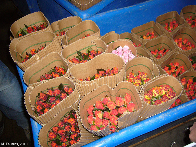 Conditionnement de fleurs à Naivasha (Kenya)