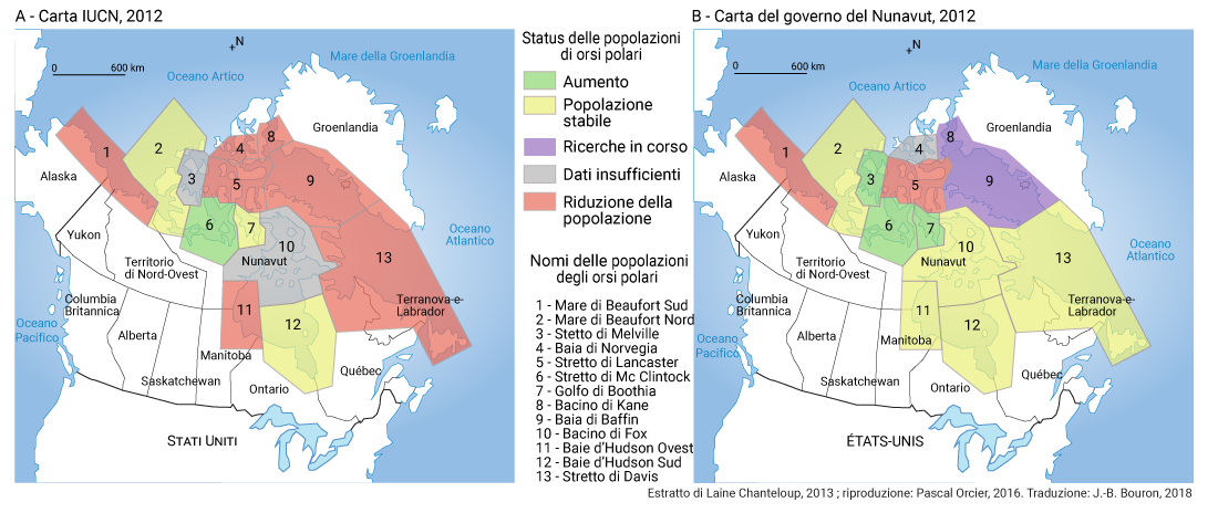 pop ours polaire italiano