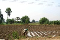 Petit paysan du delta du Nil travaillant sa parcelle (Égypte)