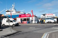 Les compagnies de croisières pour l’observation des baleines sur le port de Reykjavik (Islande)