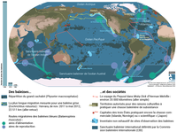 Carte de synthèse : des baleines et des sociétés
