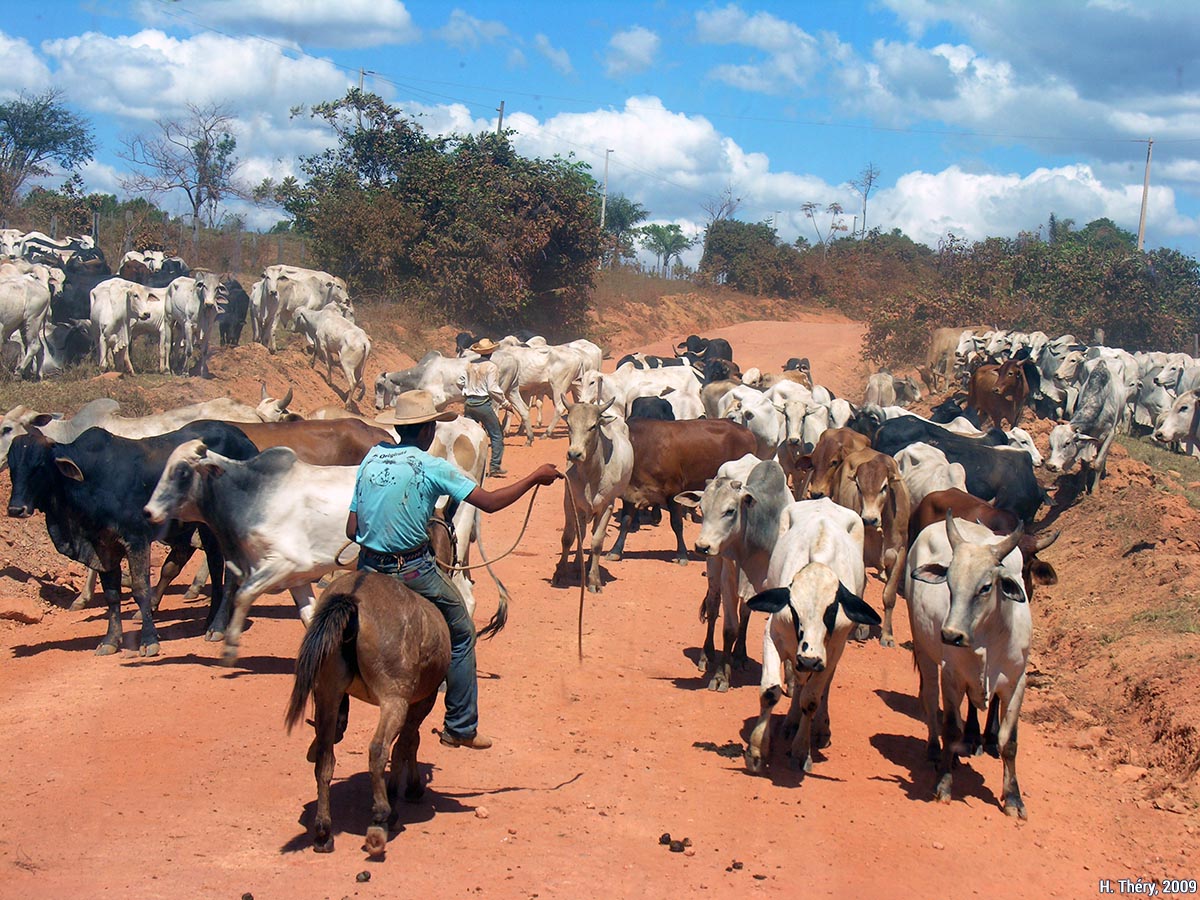 troupeau de boeufs dans le Mato Grosso