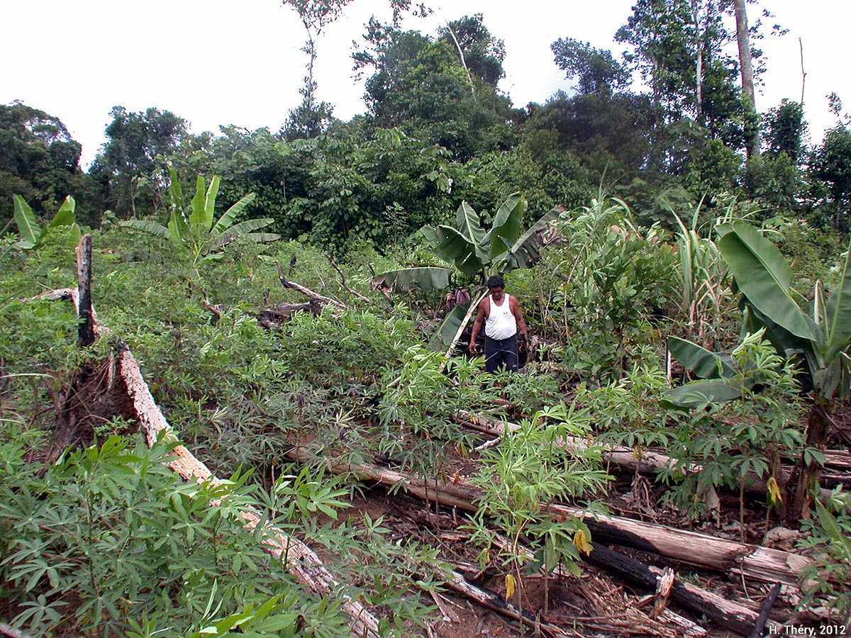 Parcelle d'une exploitation amérindienne en Amazonie selon le principe de l’abattis