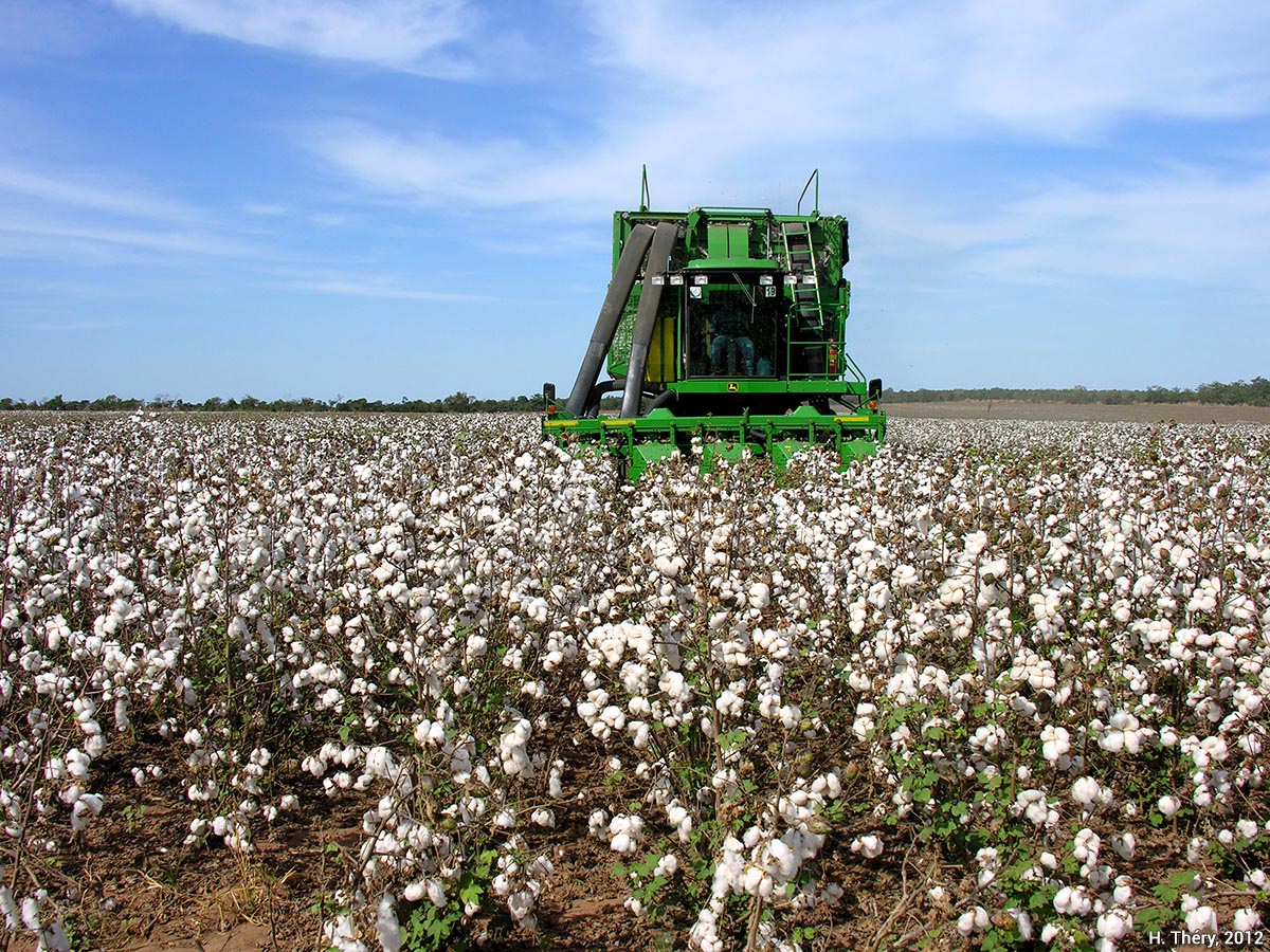  Récolte du coton, mécanisée et motorisée, dans le Mato Grosso (Brésil)