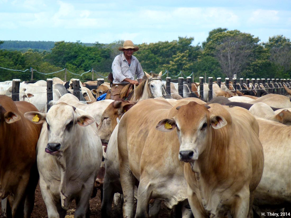 Vaqueiros dans une fazenda d’élevage bovin, Mato Grosso, Brésil (2/2)