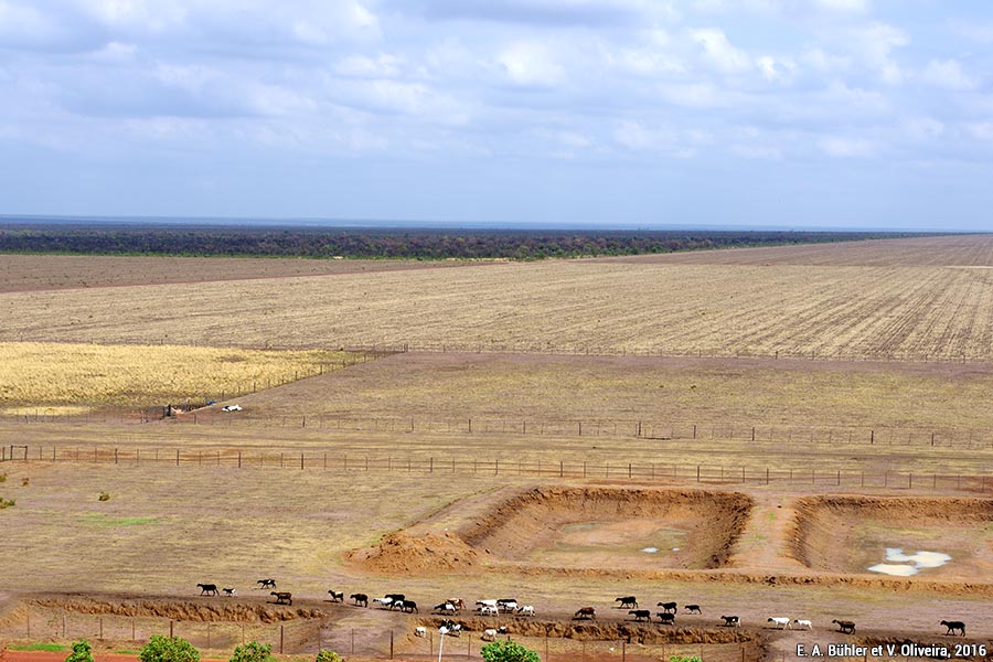2. Eve Anne Bühler et Valter Oliveira 2016 B
