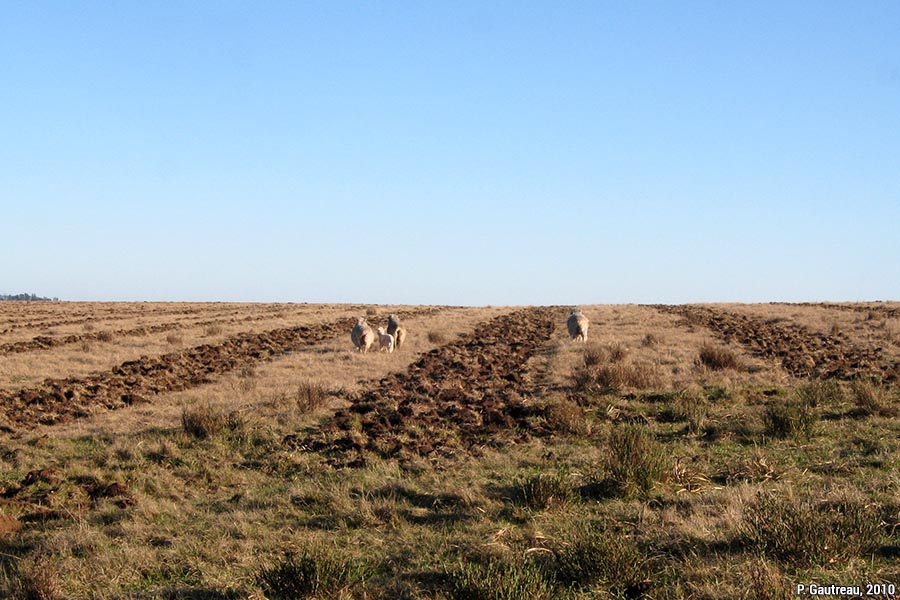 4. Pierre Gautreau 2010