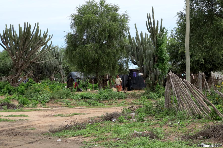 Paysage rural dans un secteur non déboisé du Chaco