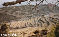 Terrasses agricoles sur un versant pyrénéen (Aragon, Espagne, années 1960)
