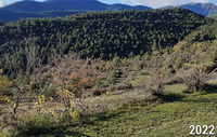 Les terrasses ont disparu sous la forêt en raison du reboisement (Aragon, Espagne)