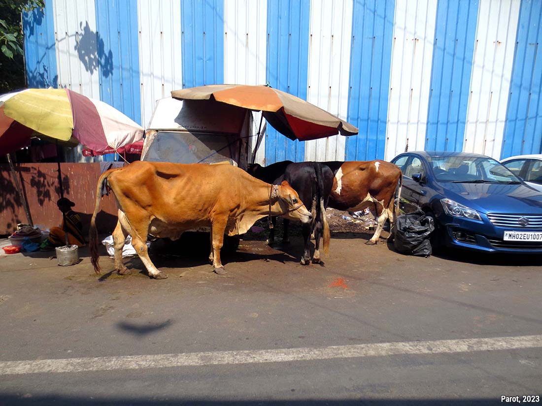 vaches dans la rue à Mumbaï