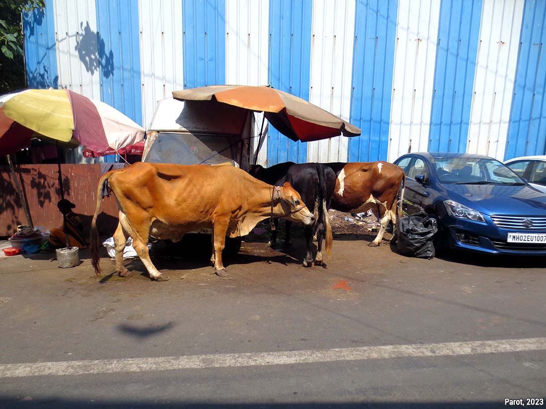 Deux vaches et des voitures stationnées devant une palissade de chantier à Mumbaï (Maharashtra, Inde)