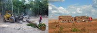 Bois d'œuvre au Brésil, déforestation, transport de grumes