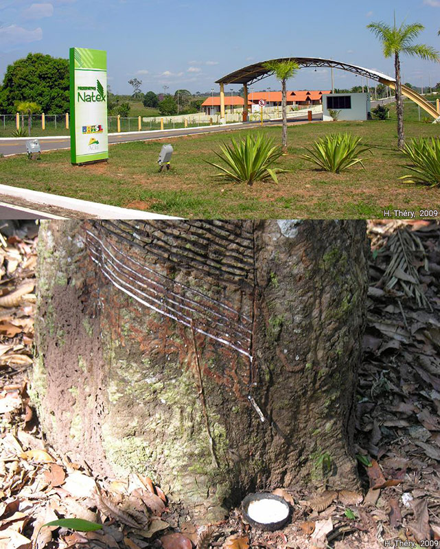 La Natex et un hévéa saigné pour recueillir le latex