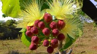 Fruits du Pequizeiro sur l’arbre