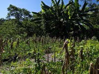 Agroforesterie, permaculture : milpa typique en Amérique centrale