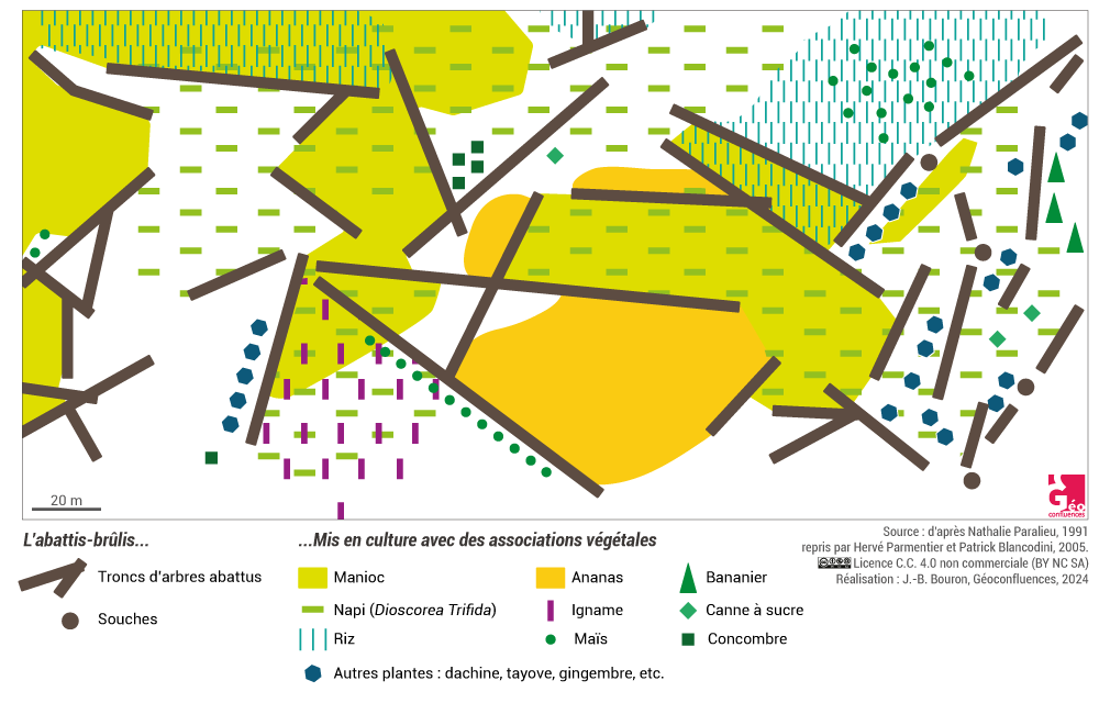 Plan d'un abattis