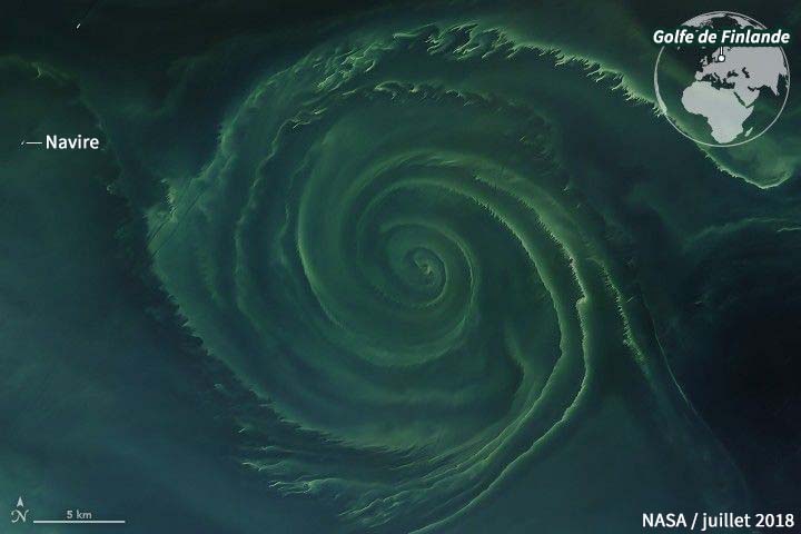 Bloom phytoplanctonique