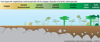Les types de végétation intertropicale, de la steppe à la savane et à la forêt