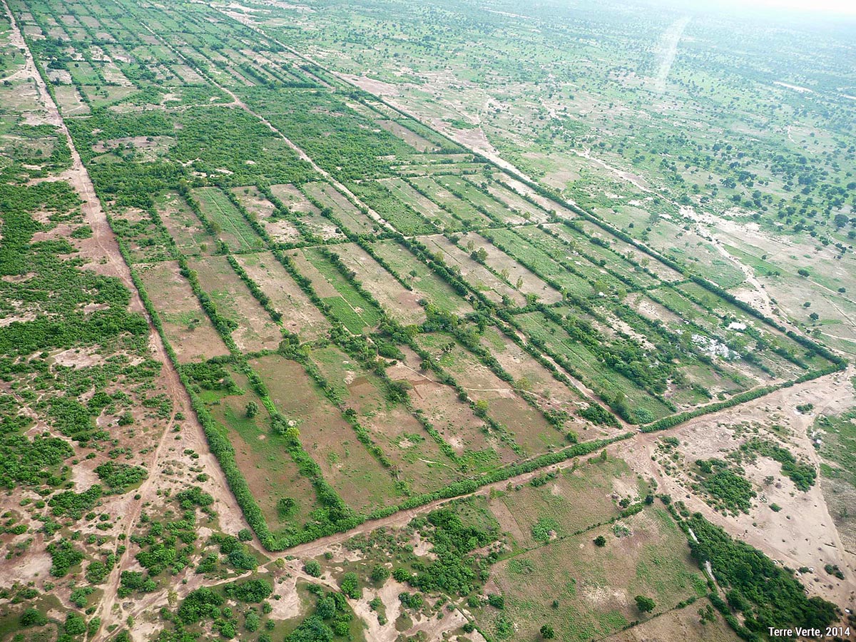 Bocage sahélien