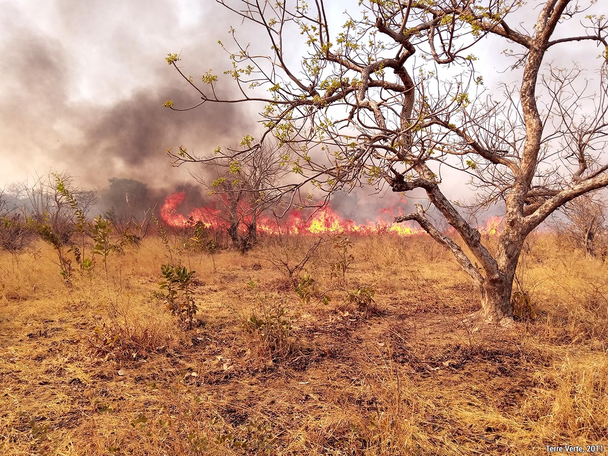 Incendie dans la forêt claire 