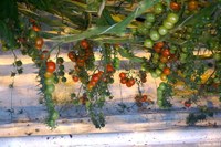 Tomates cerises en grappes, à une quarantaine de centimètres du sol pour faciliter leur ramassage 