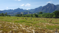 Récolte manuelle, à deux pas du centre-ville de Pante Makassar (Timor Oriental)