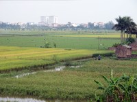 Activités agricoles intenses à proximité du front d’urbanisation de Hanoï (Vietnam)