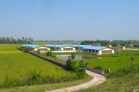Ferme commerciale industrielle porcine au milieu de champs de riz en périphérie de Hanoï (Vietnam)
