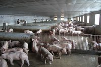 Bâtiment d’élevage de la ferme commerciale : partie de l’engraissage des porcs en fonction de leurs âges avec lumière, eau et ventilation (Vietnam)
