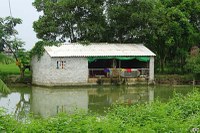 Petit VAC : bassin piscicole, atelier avec une dizaine de porcs à l’engrais et matériel de pisciculture, rizières en arrières plan