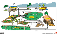 Le modèle intégré « étang, verger, élevage » (VAC) (Vietnam)