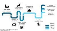 La contamination des mammifères marins groenlandais, une chaîne de causalité du mondial au local