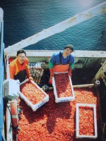La pêche industrielle de crevettes dans les années 1970-1990 au Groenland (Danemark)