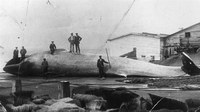 Les baleines en Gaspésie au XIXe siècle