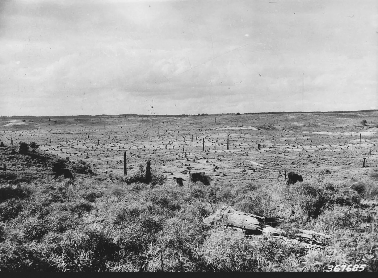 La coupe claire, un usage extractiviste des milieux forestiers